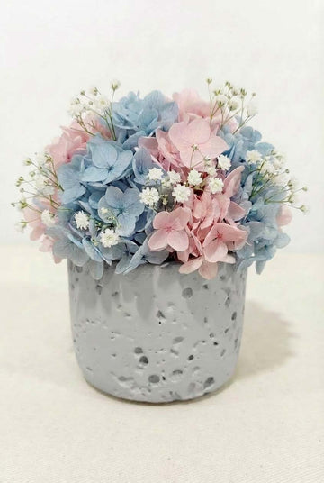 Everlasting Hydrangea Color Series