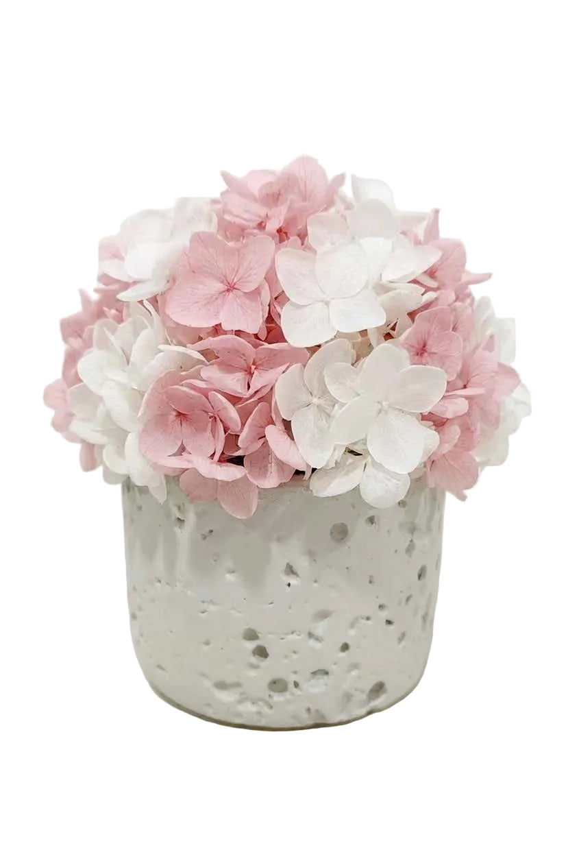 Hydrangea Series 2 - Pink + White