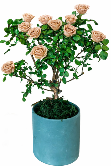 Multi-bloom 10~12 Blooms Per Stem Champagne-colored