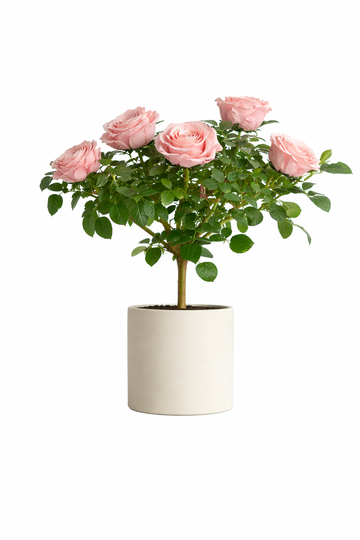 Single-bloom 4~5 blooms per stem - Pink Rose Tree