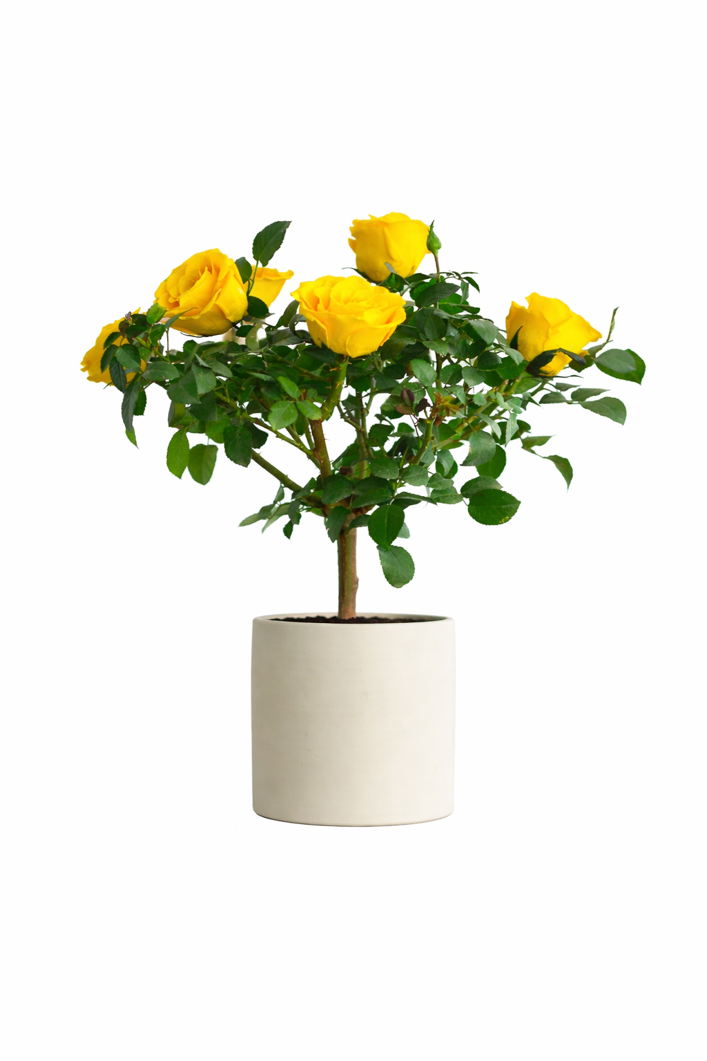 Single-bloom 4~5 blooms per stem-Yellow Rose Tree