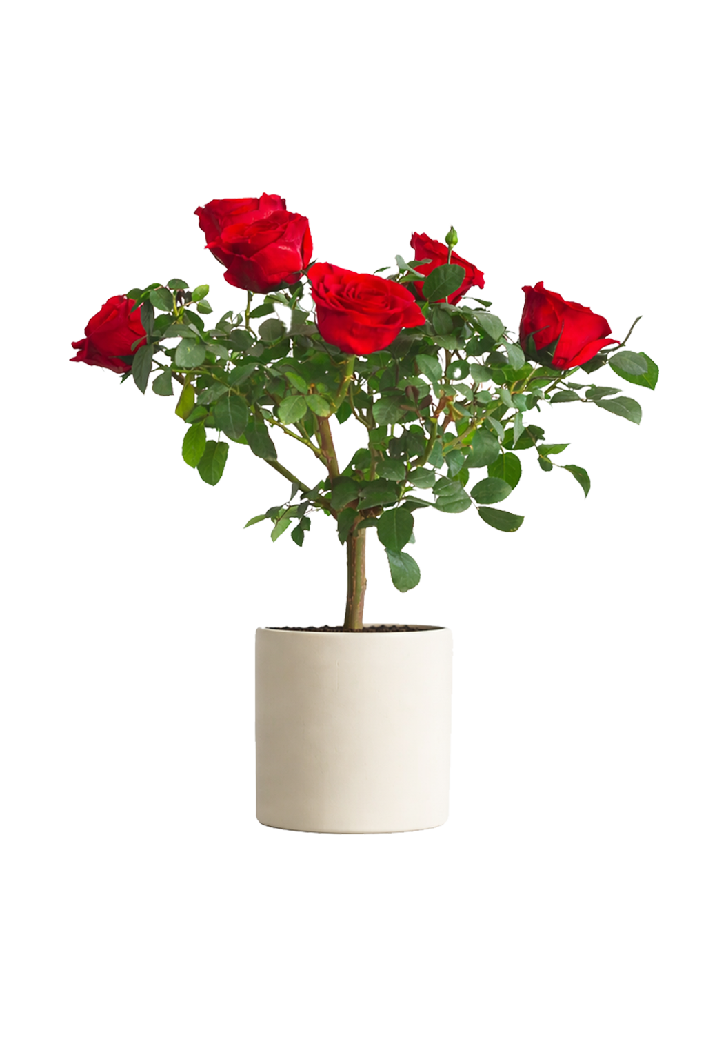 Single-bloom 4~5 blooms per stem- Red Rose