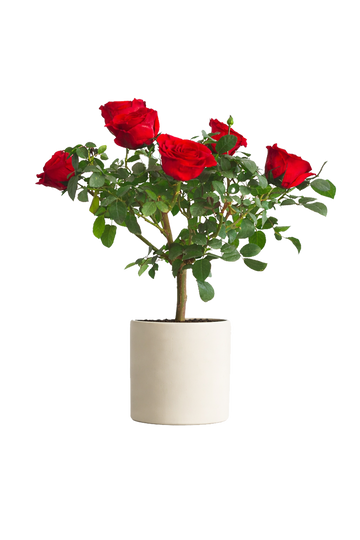 Single-bloom 4~5 blooms per stem- Red Rose