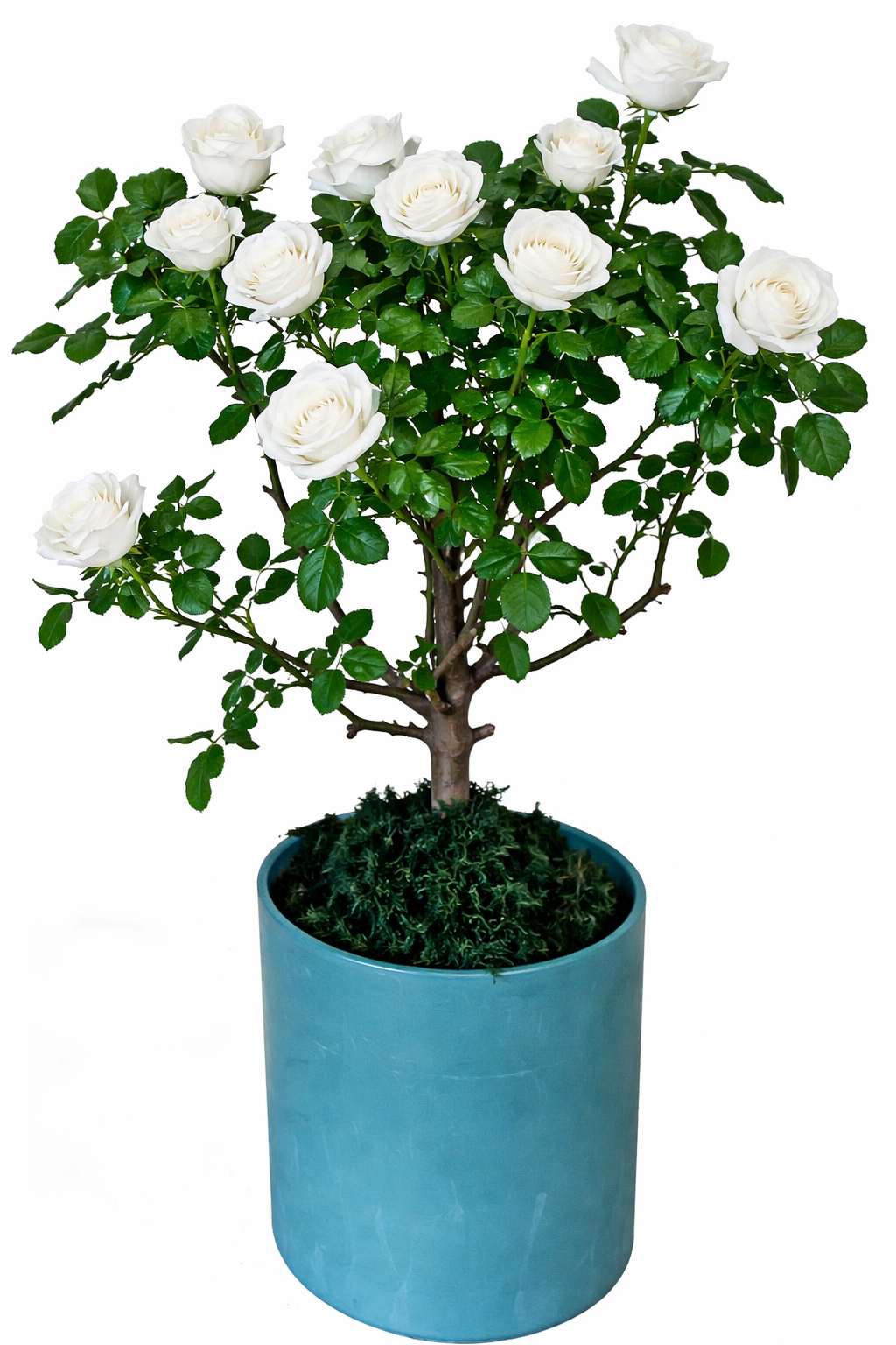 Multi-bloom 10~12 Blooms Per Stem White Rose