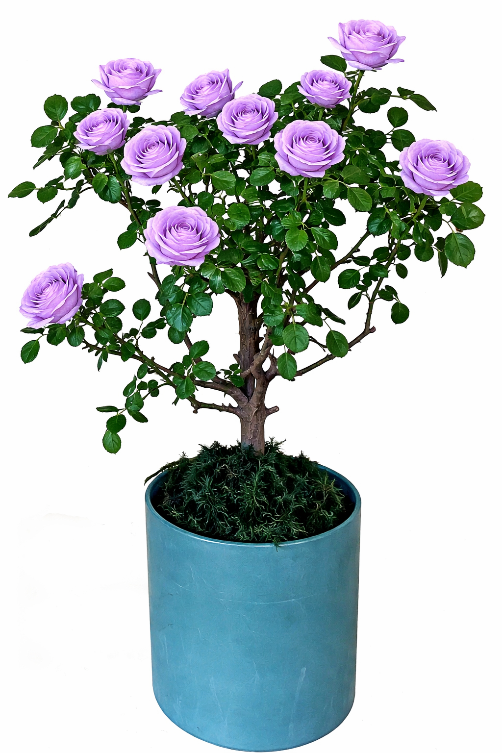 Multi-bloom 10~12 Blooms Per Stem pale Purple Rose
