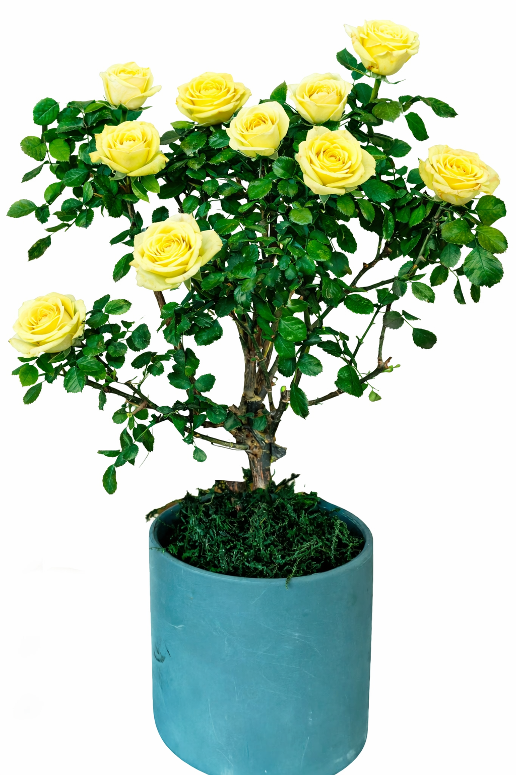 Multi-bloom 10~12 Blooms Per Stem pale Pale Yellow Rose