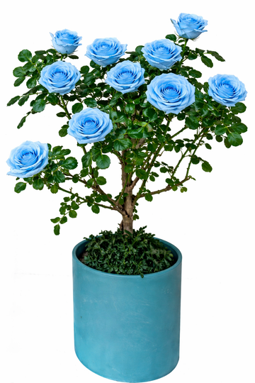 Multi-bloom 10~12 Blooms Per Stem pale Sky-blue Rose