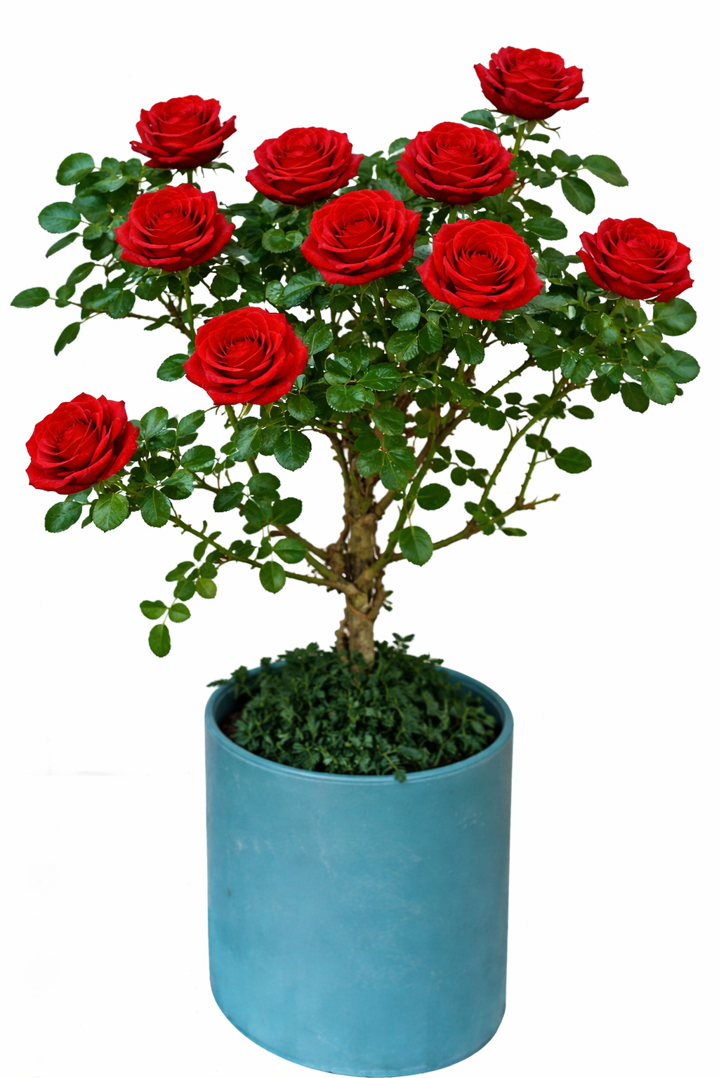 Multi-bloom 10~12 Blooms Per Stem pale Chinese Red Rose