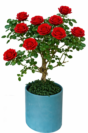 Multi-bloom 10~12 Blooms Per Stem pale Chinese Red Rose