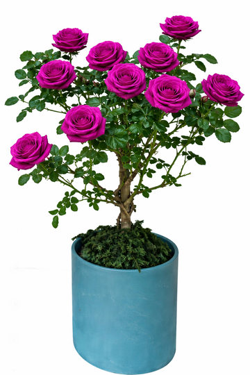 Multi-bloom 10~12 Blooms Per Stem pale Magenta Roses