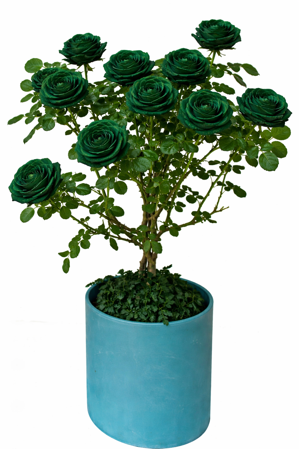 Multi-bloom 10~12 Blooms Per Stem pale Dark Green Rose