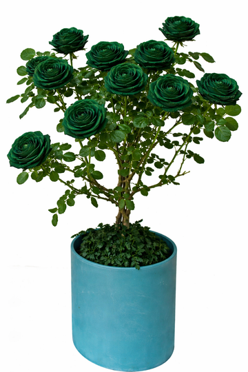 Multi-bloom 10~12 Blooms Per Stem pale Dark Green Rose