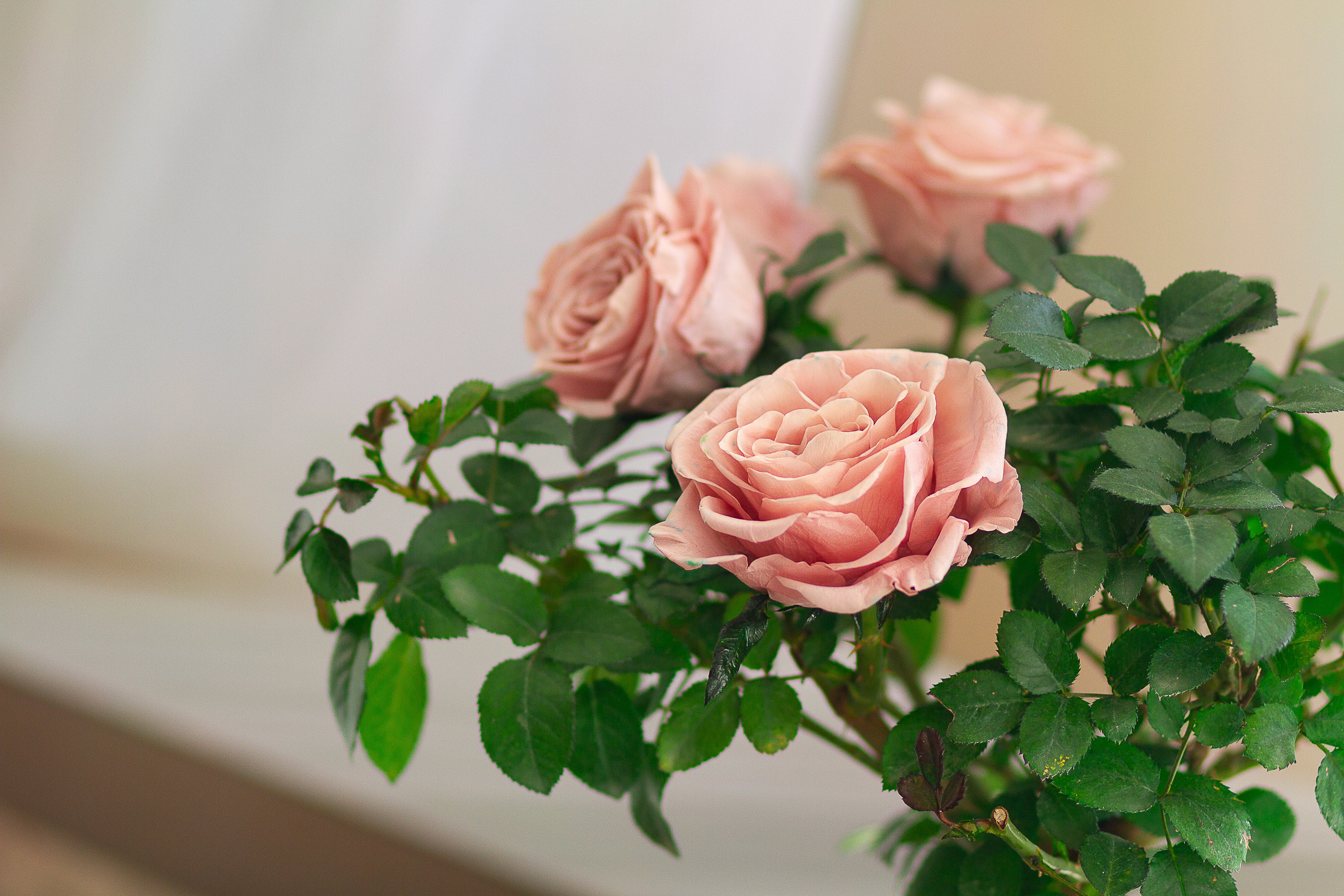 Single-bloom 4~5 blooms per stem - Pink Rose Tree