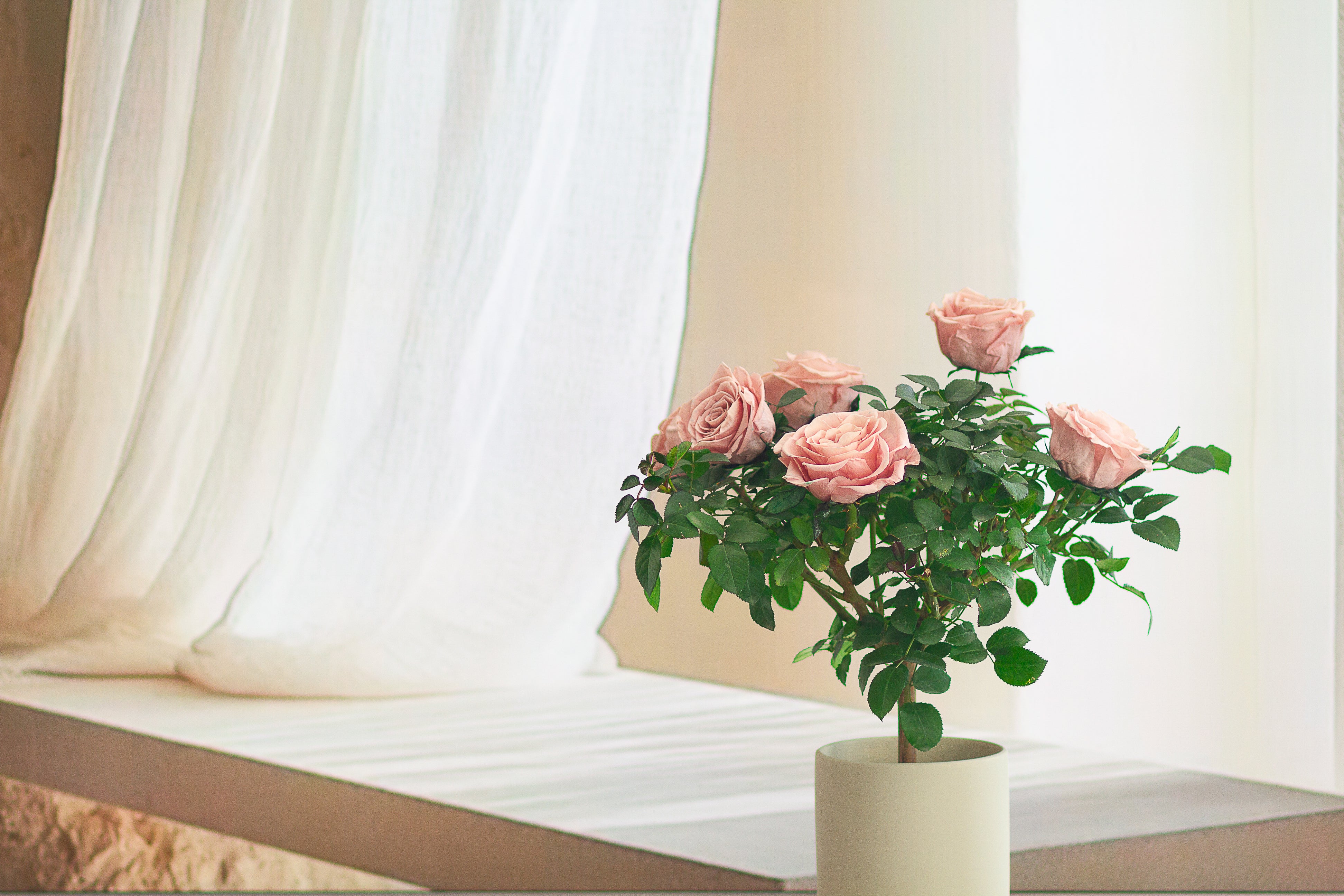 Single-bloom 4~5 blooms per stem - Pink Rose Tree