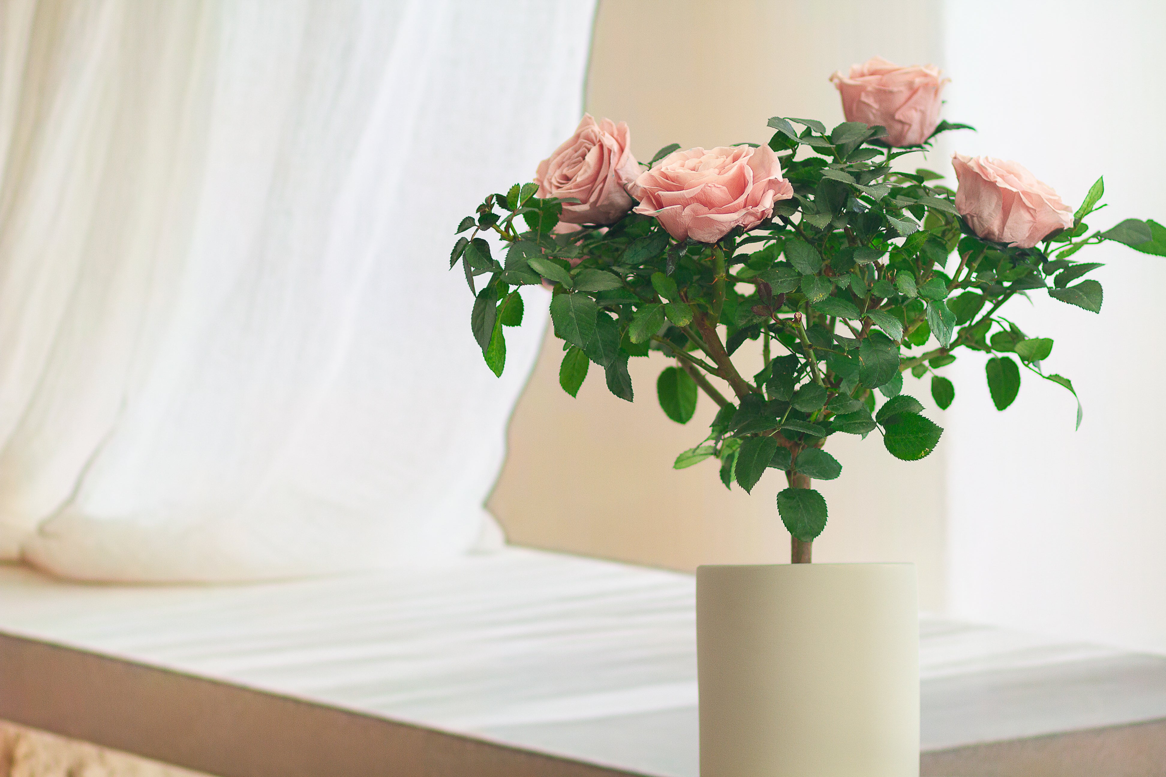 Single-bloom 4~5 blooms per stem - Pink Rose Tree