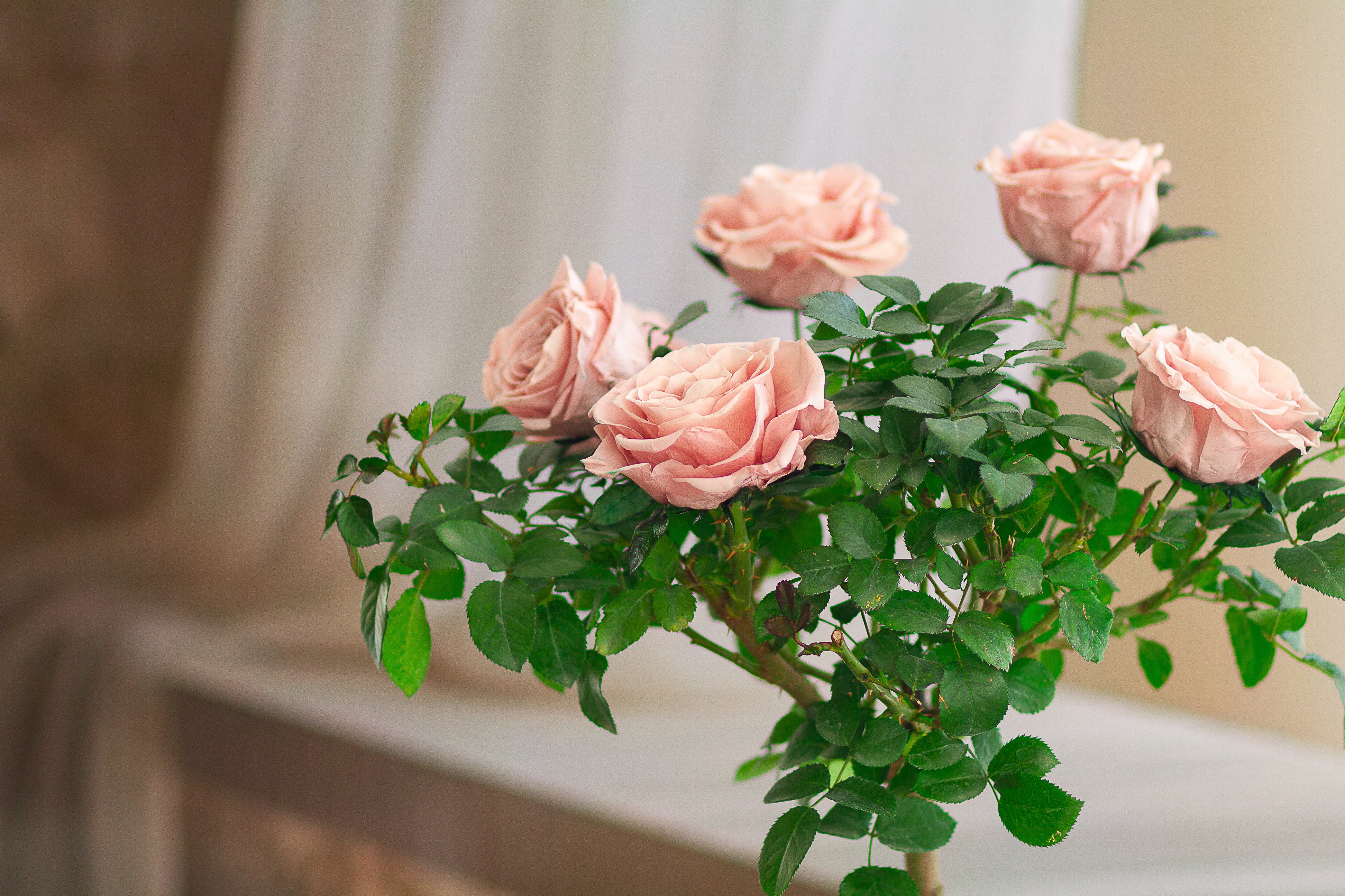 Single-bloom 4~5 blooms per stem - Pink Rose Tree