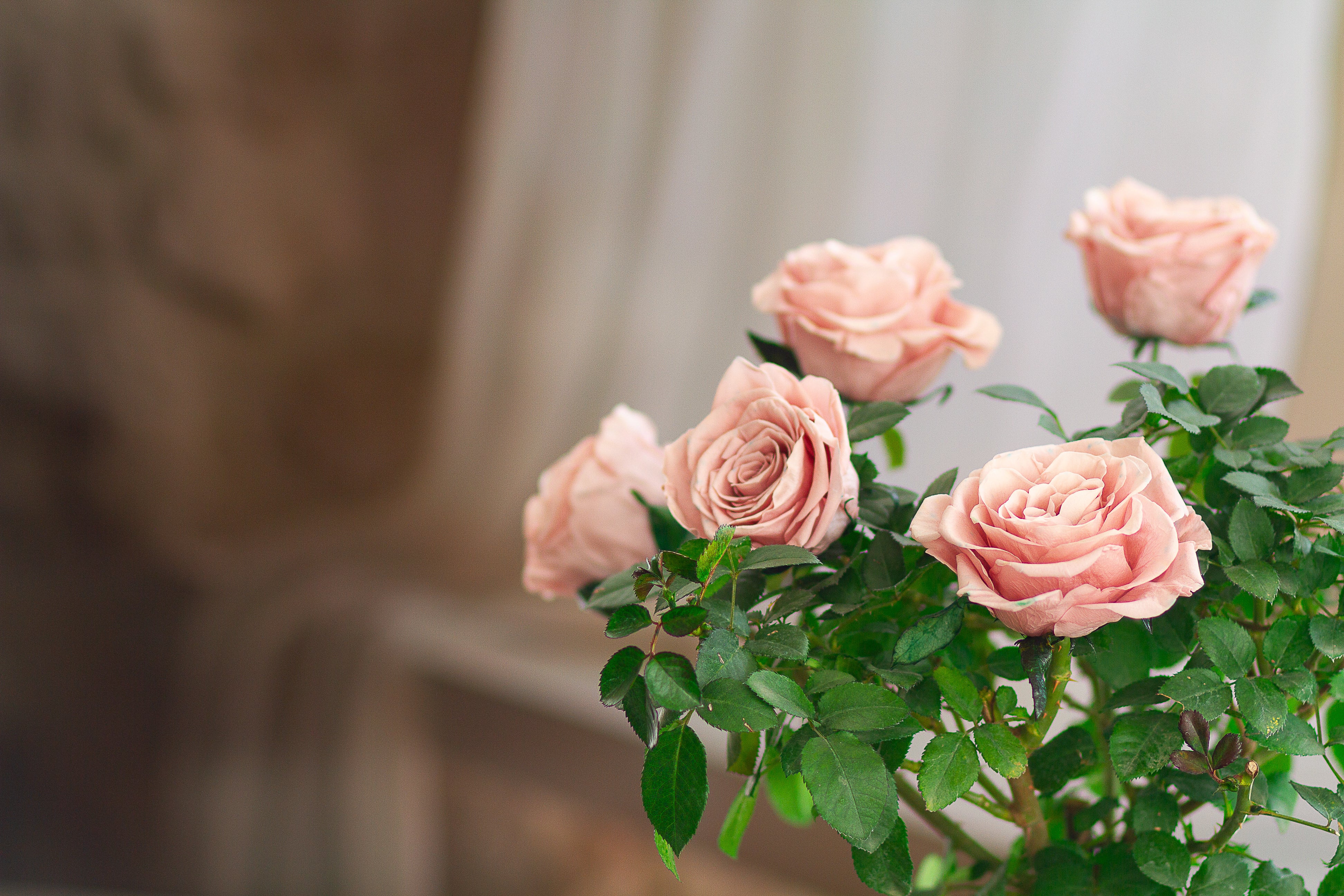 Single-bloom 4~5 blooms per stem - Pink Rose Tree
