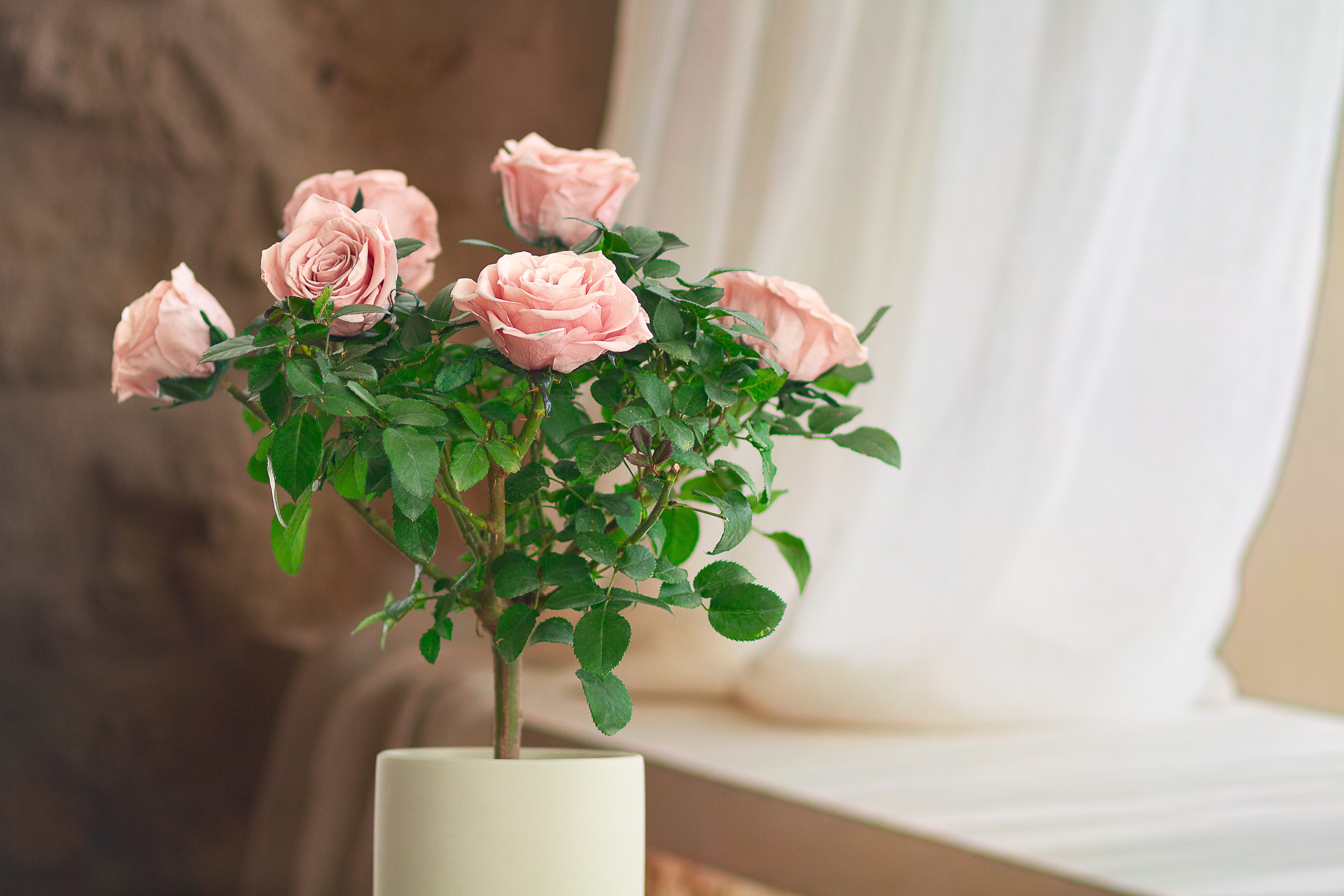 Single-bloom 4~5 blooms per stem - Pink Rose Tree