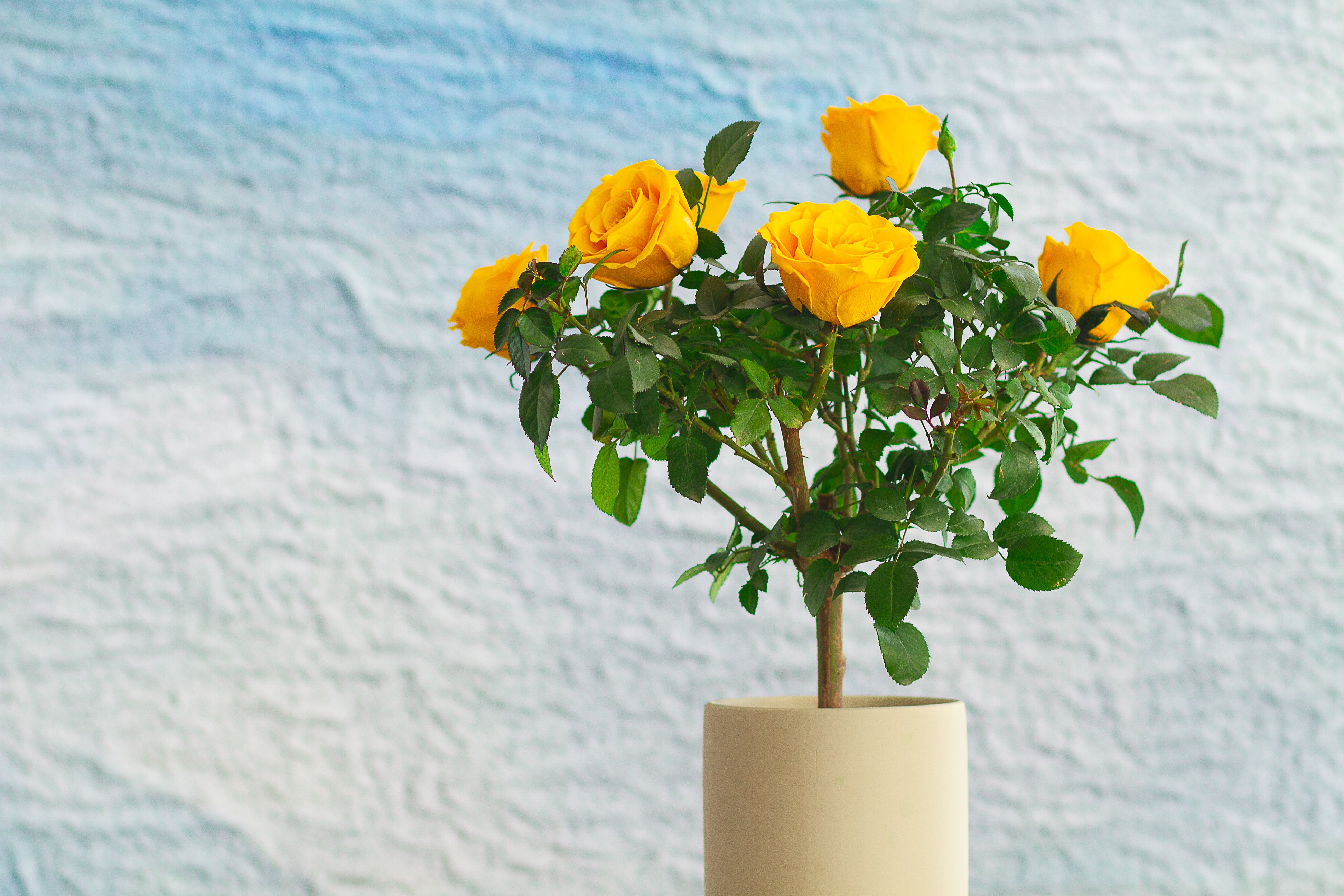 Single-bloom 4~5 blooms per stem-Yellow Rose Tree