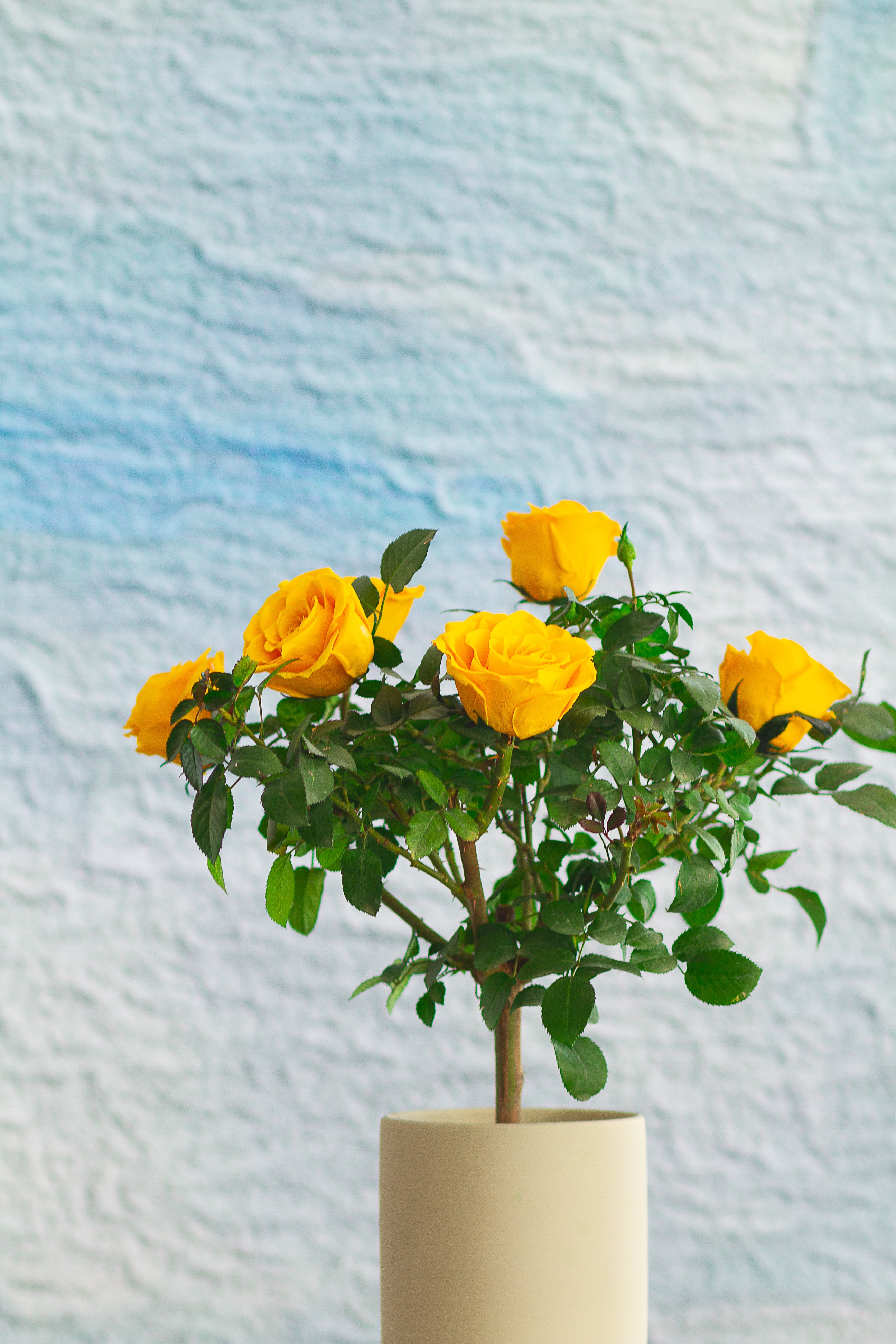 Single-bloom 4~5 blooms per stem-Yellow Rose Tree