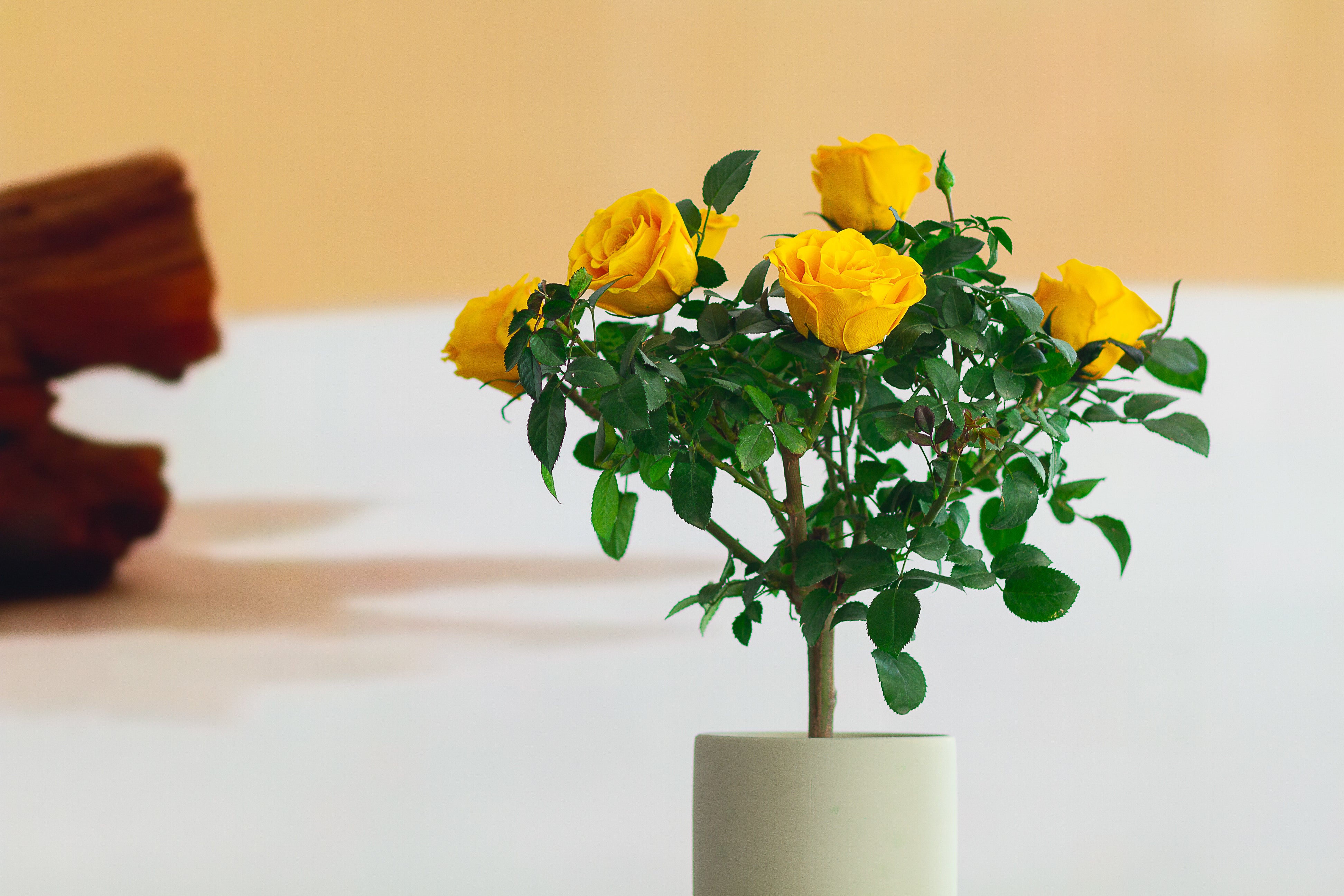 Single-bloom 4~5 blooms per stem-Yellow Rose Tree