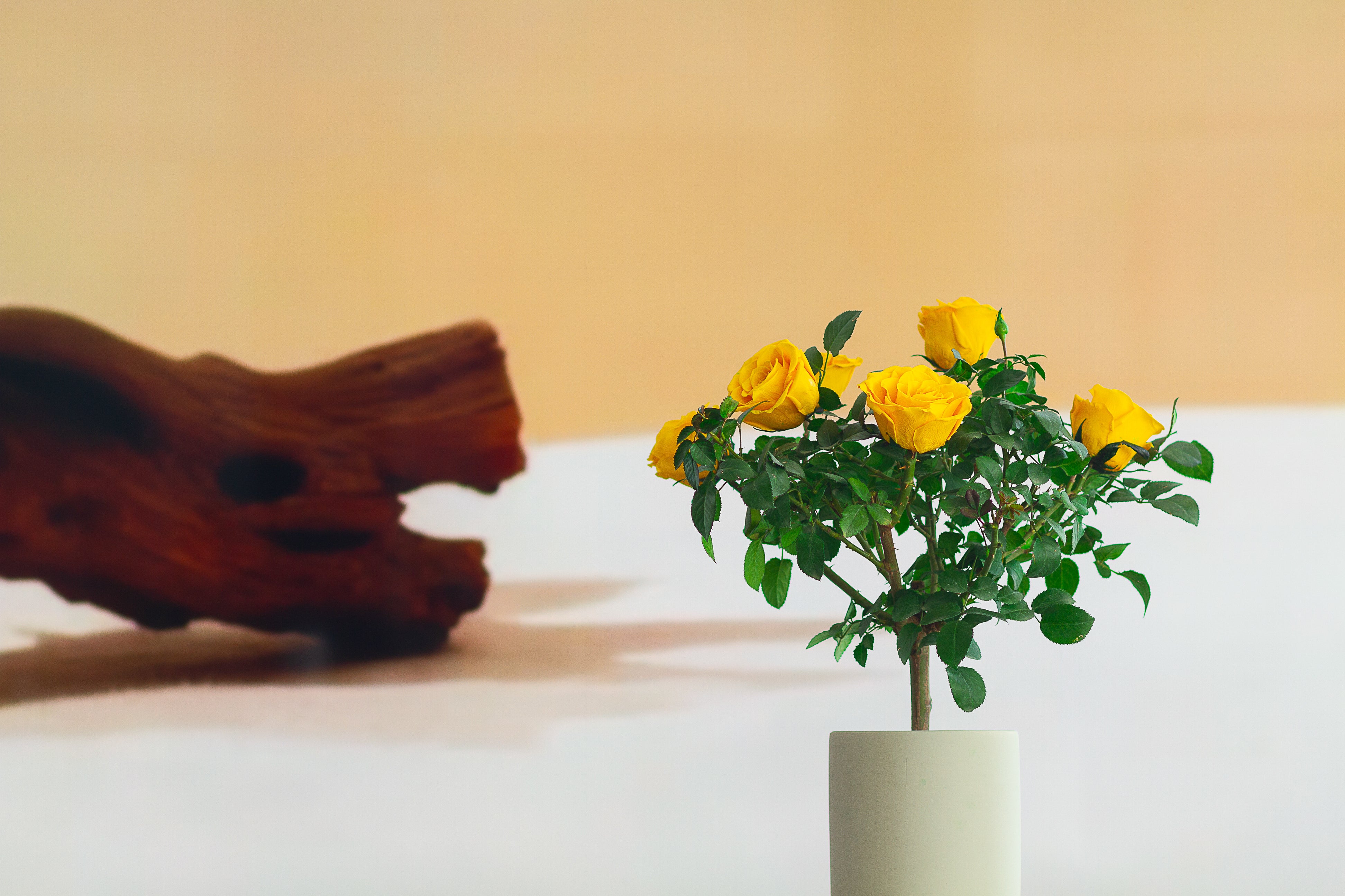 Single-bloom 4~5 blooms per stem-Yellow Rose Tree