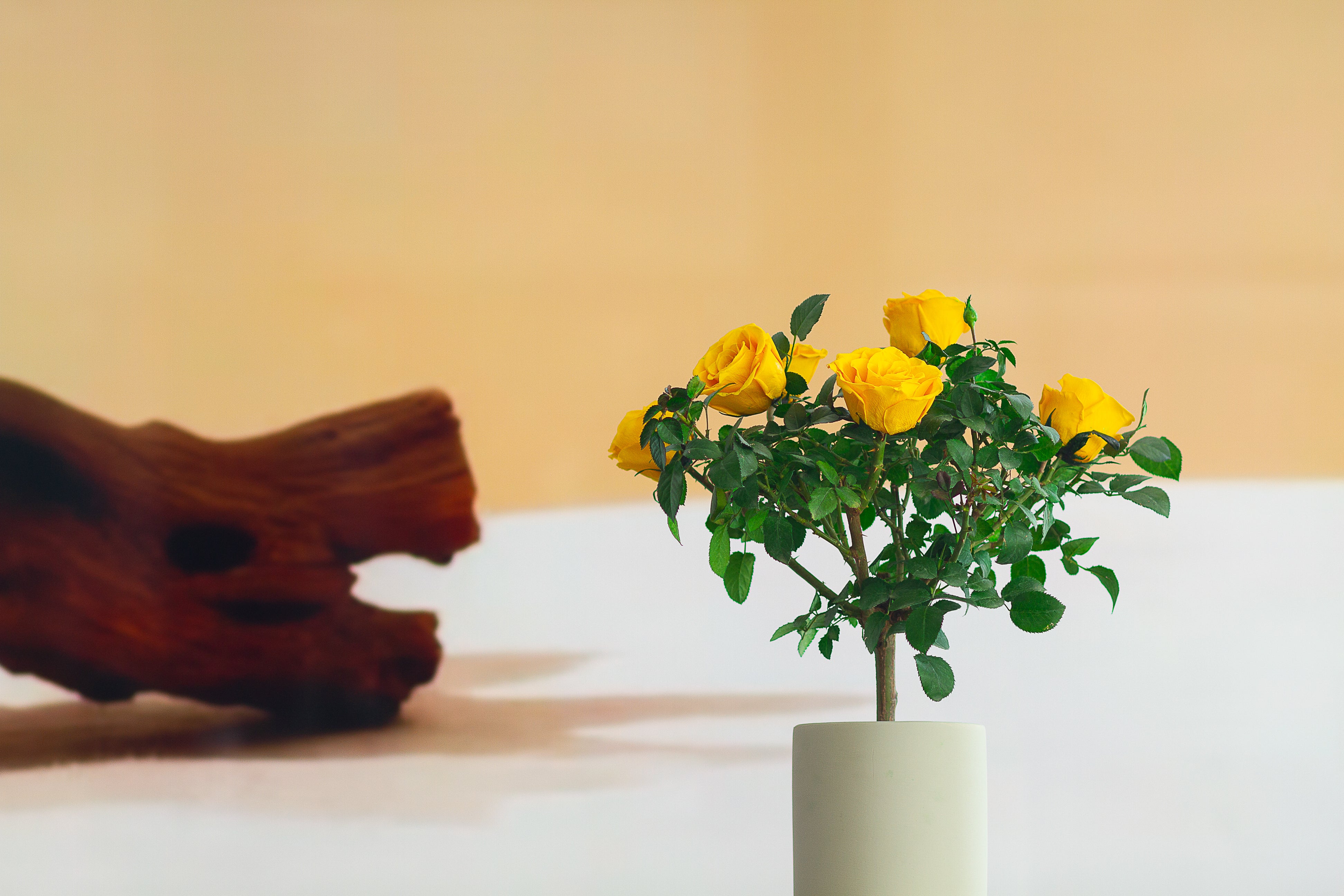 Single-bloom 4~5 blooms per stem-Yellow Rose Tree