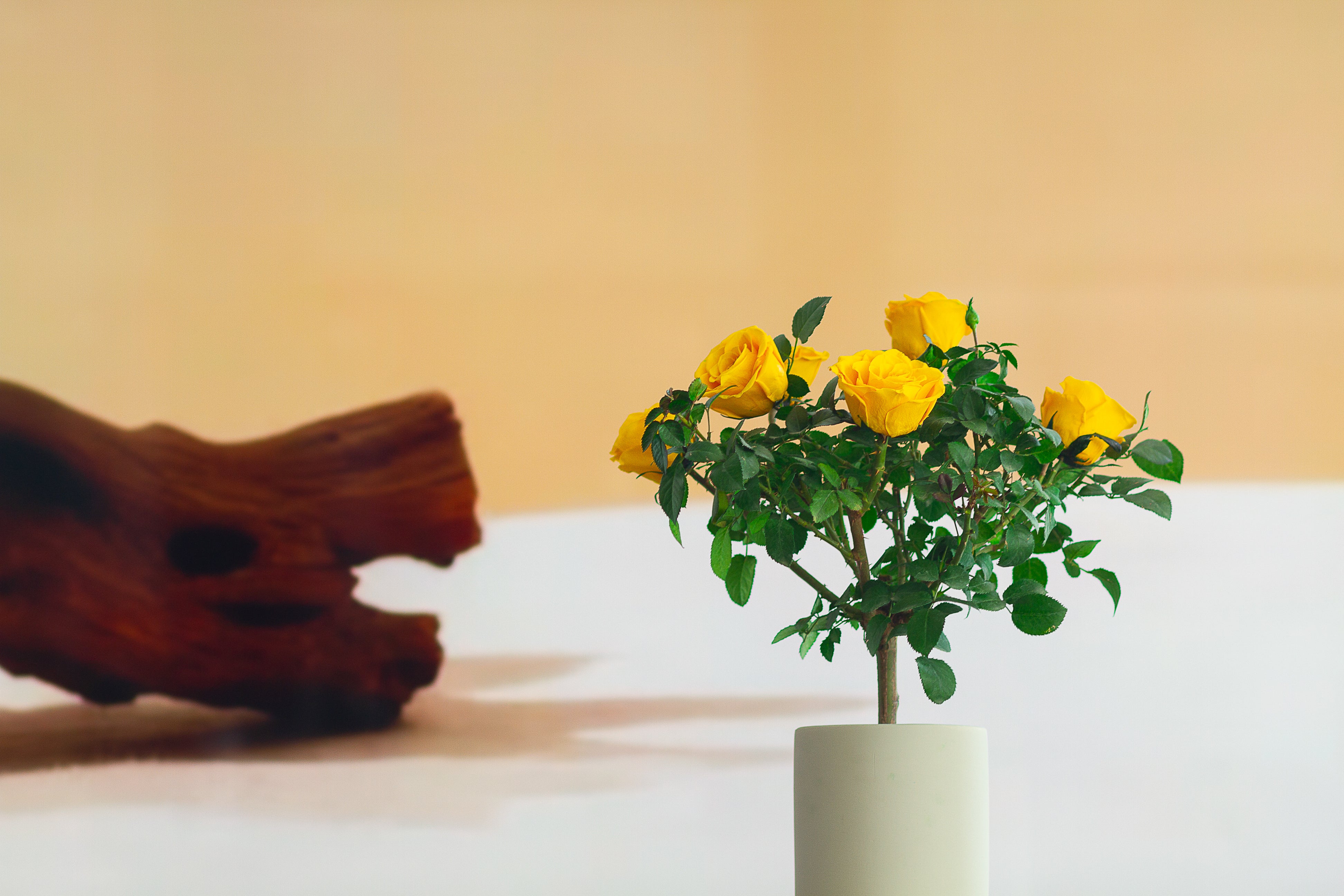 Single-bloom 4~5 blooms per stem-Yellow Rose Tree