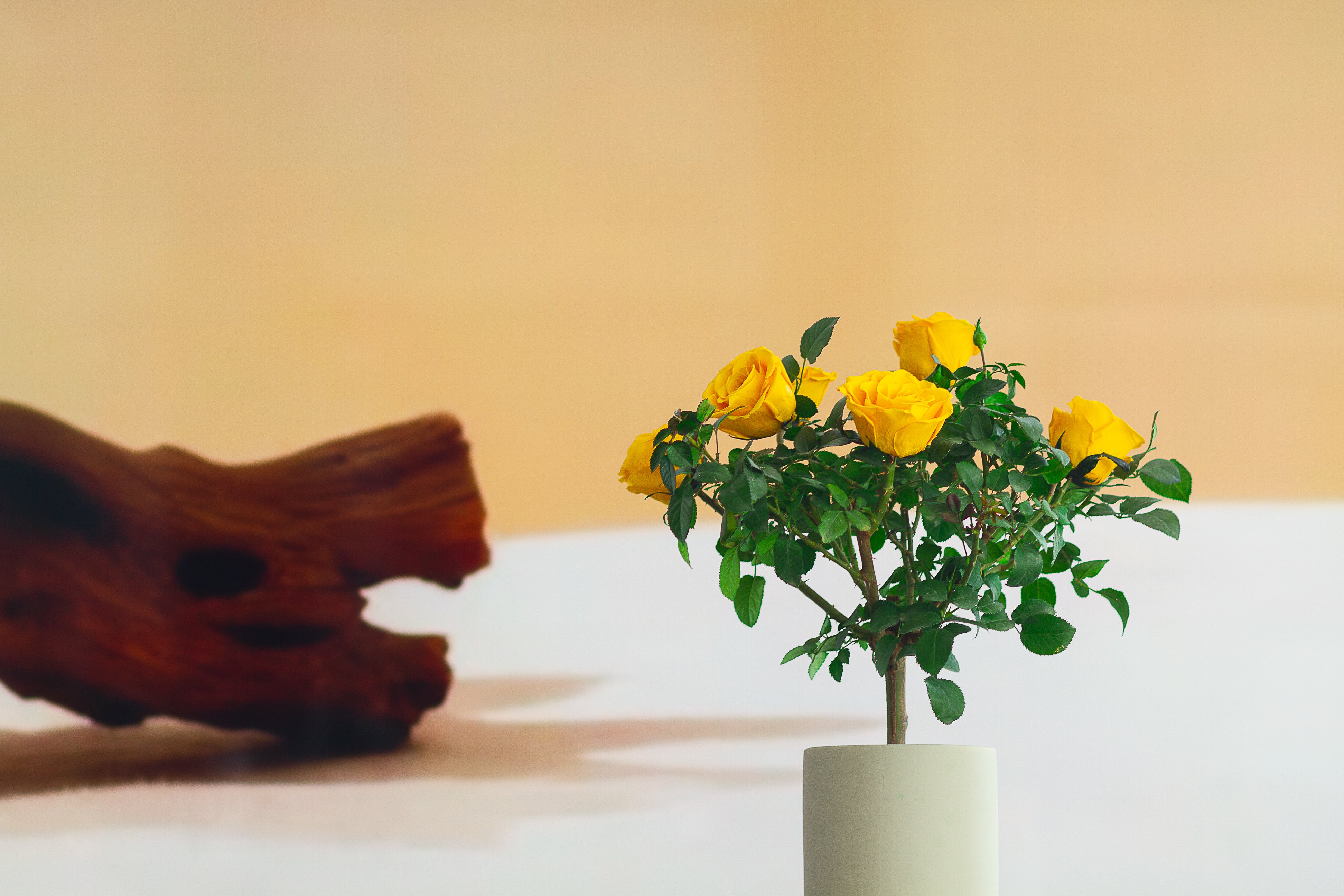 Single-bloom 4~5 blooms per stem-Yellow Rose Tree