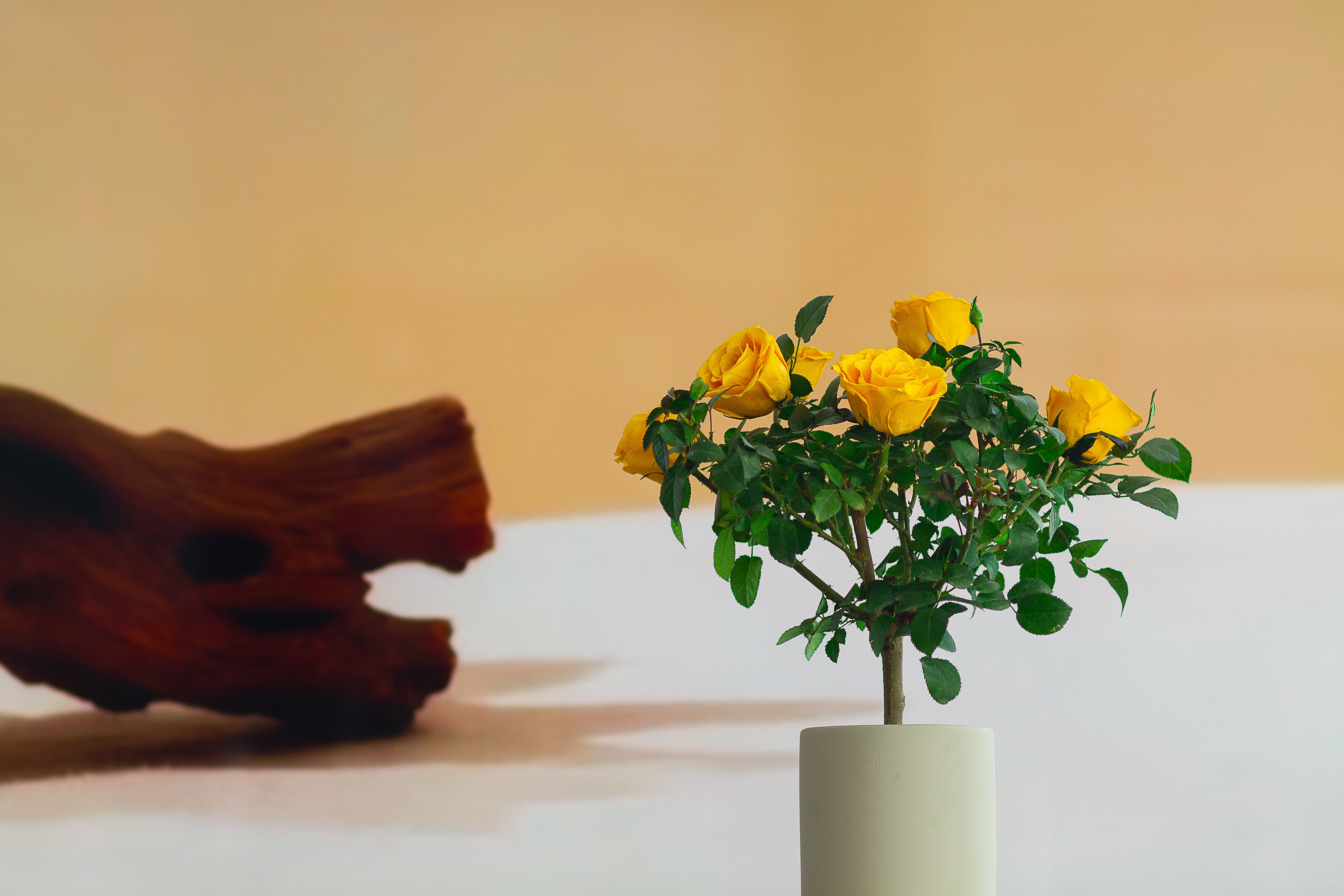 Single-bloom 4~5 blooms per stem-Yellow Rose Tree