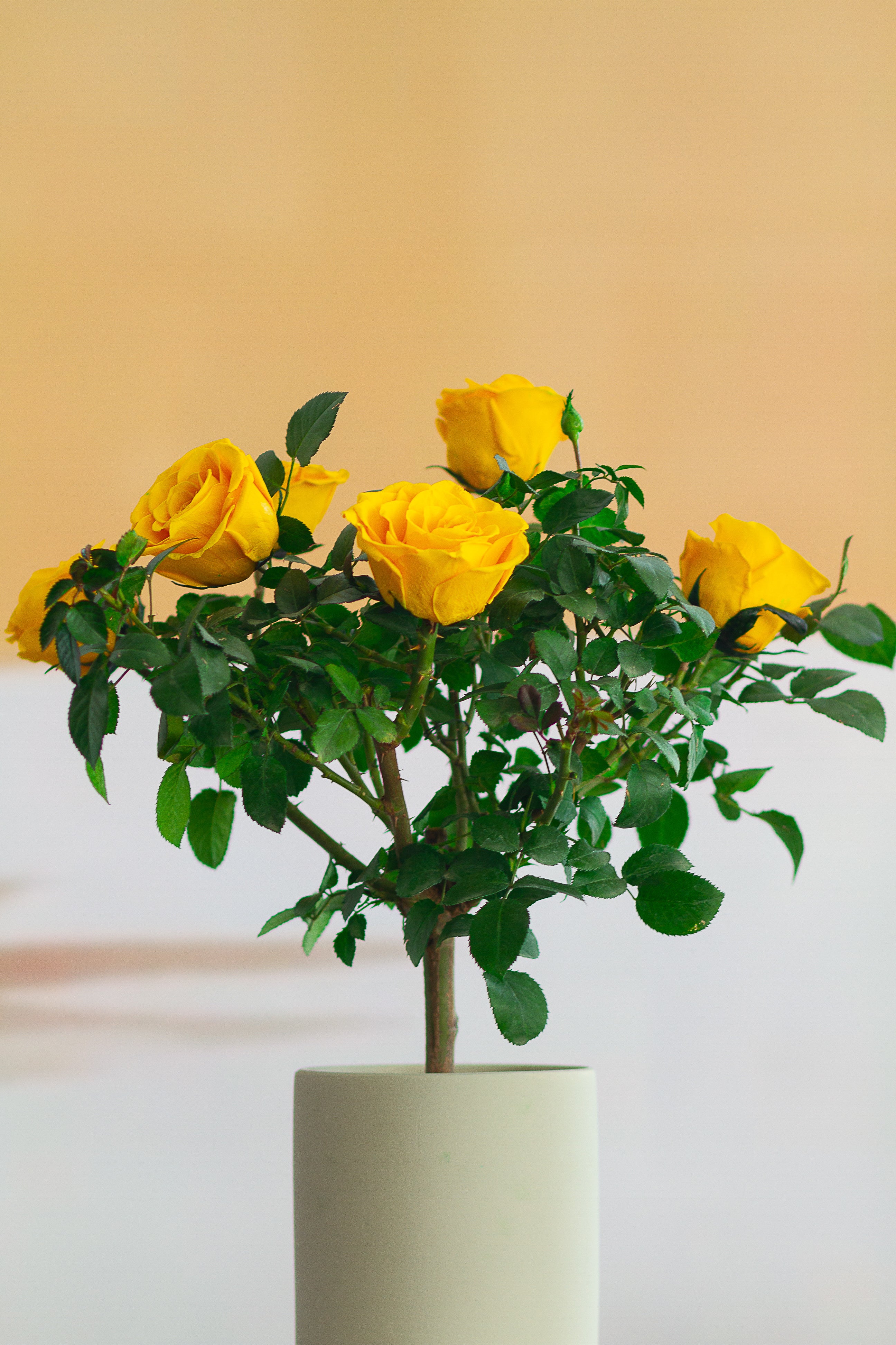 Single-bloom 4~5 blooms per stem-Yellow Rose Tree