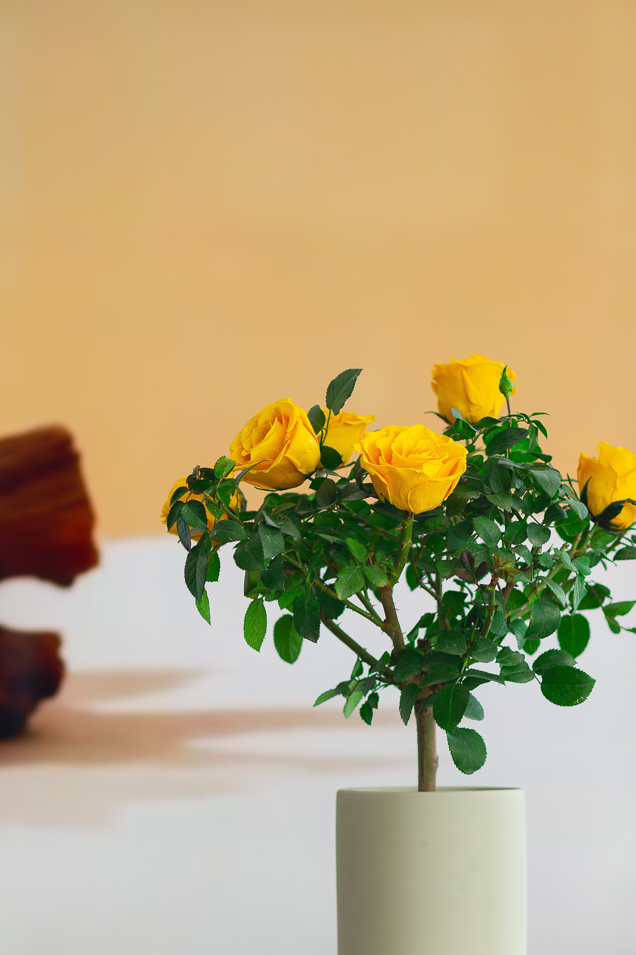 Single-bloom 4~5 blooms per stem-Yellow Rose Tree