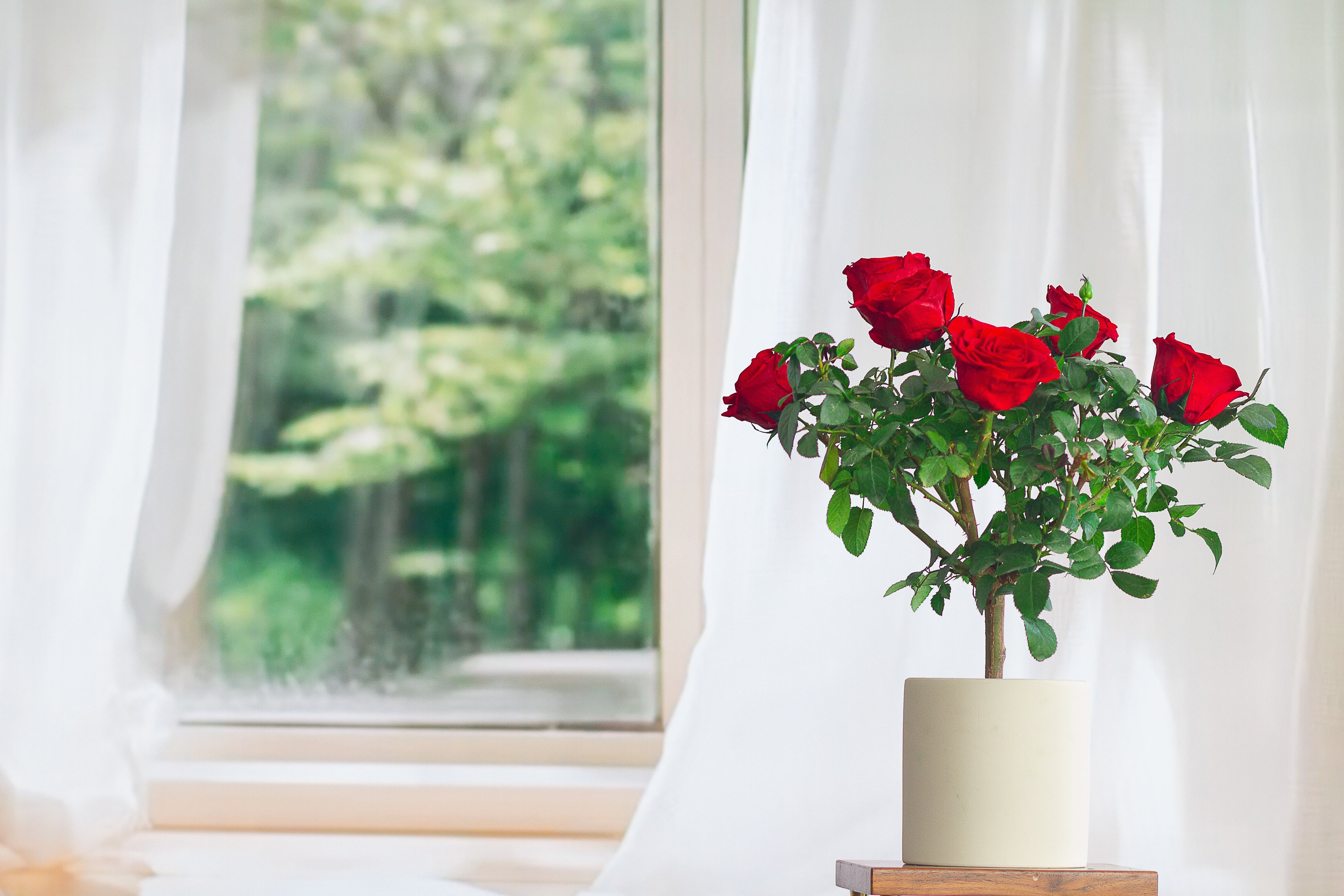 Single-bloom 4~5 blooms per stem- Red Rose