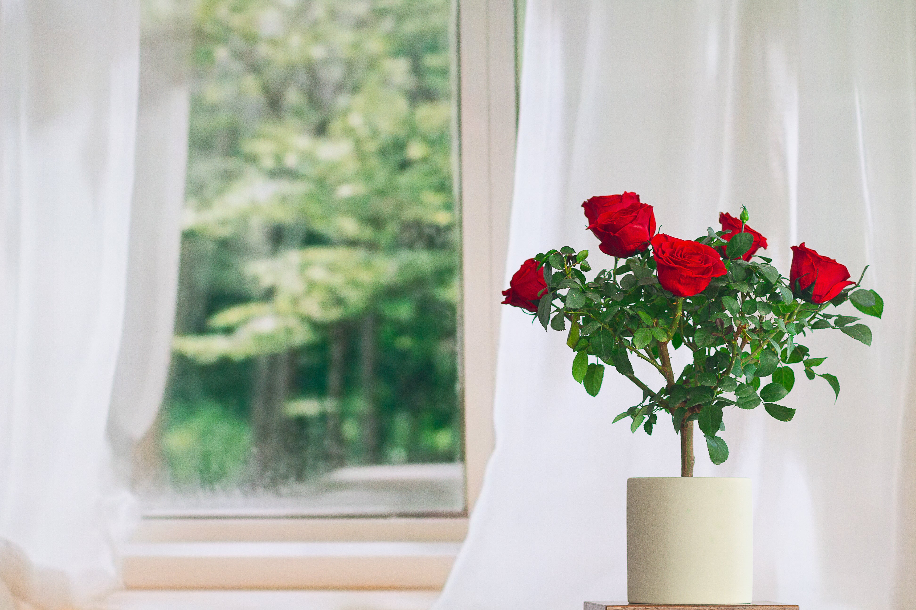 Single-bloom 4~5 blooms per stem- Red Rose