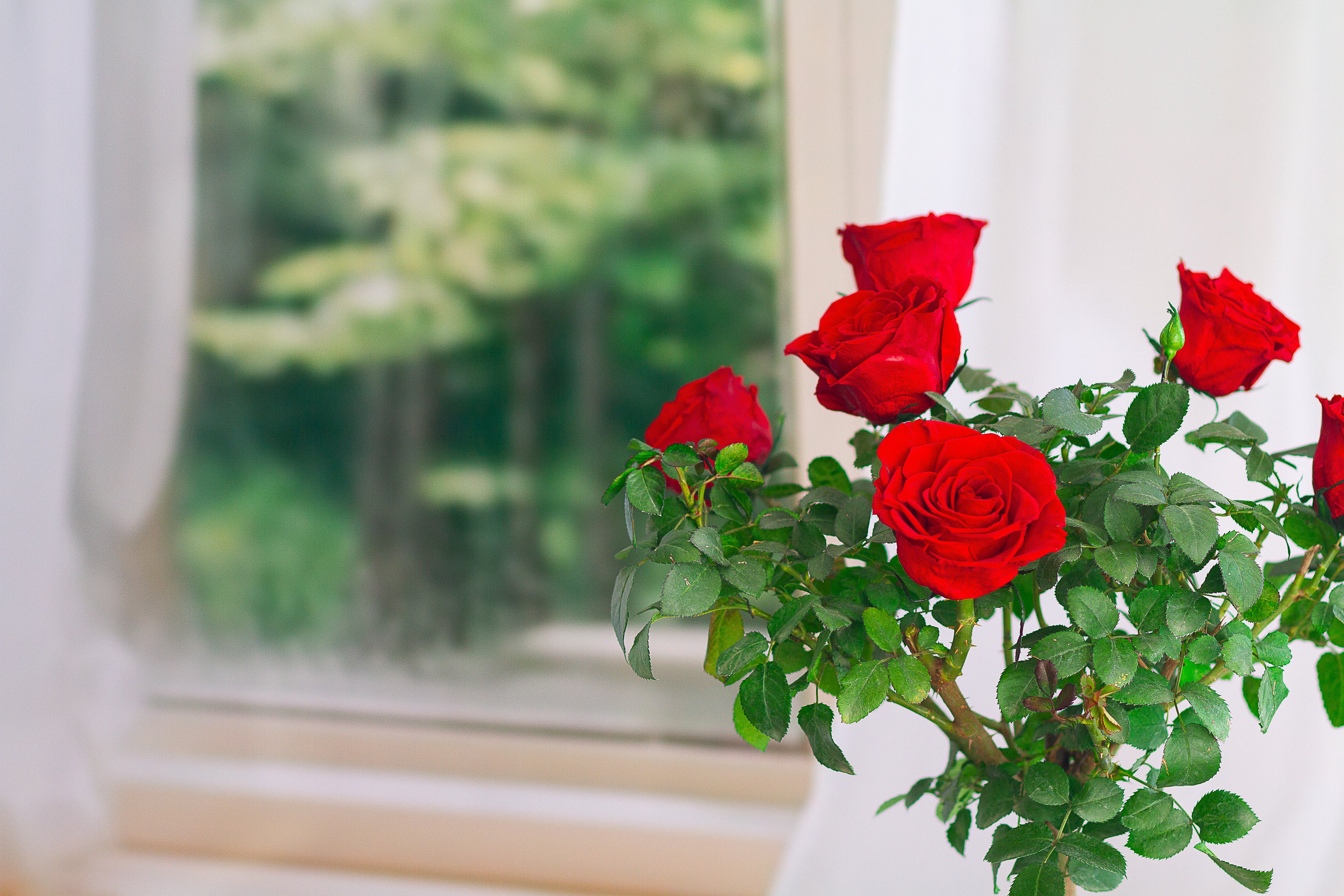 Single-bloom 4~5 blooms per stem- Red Rose