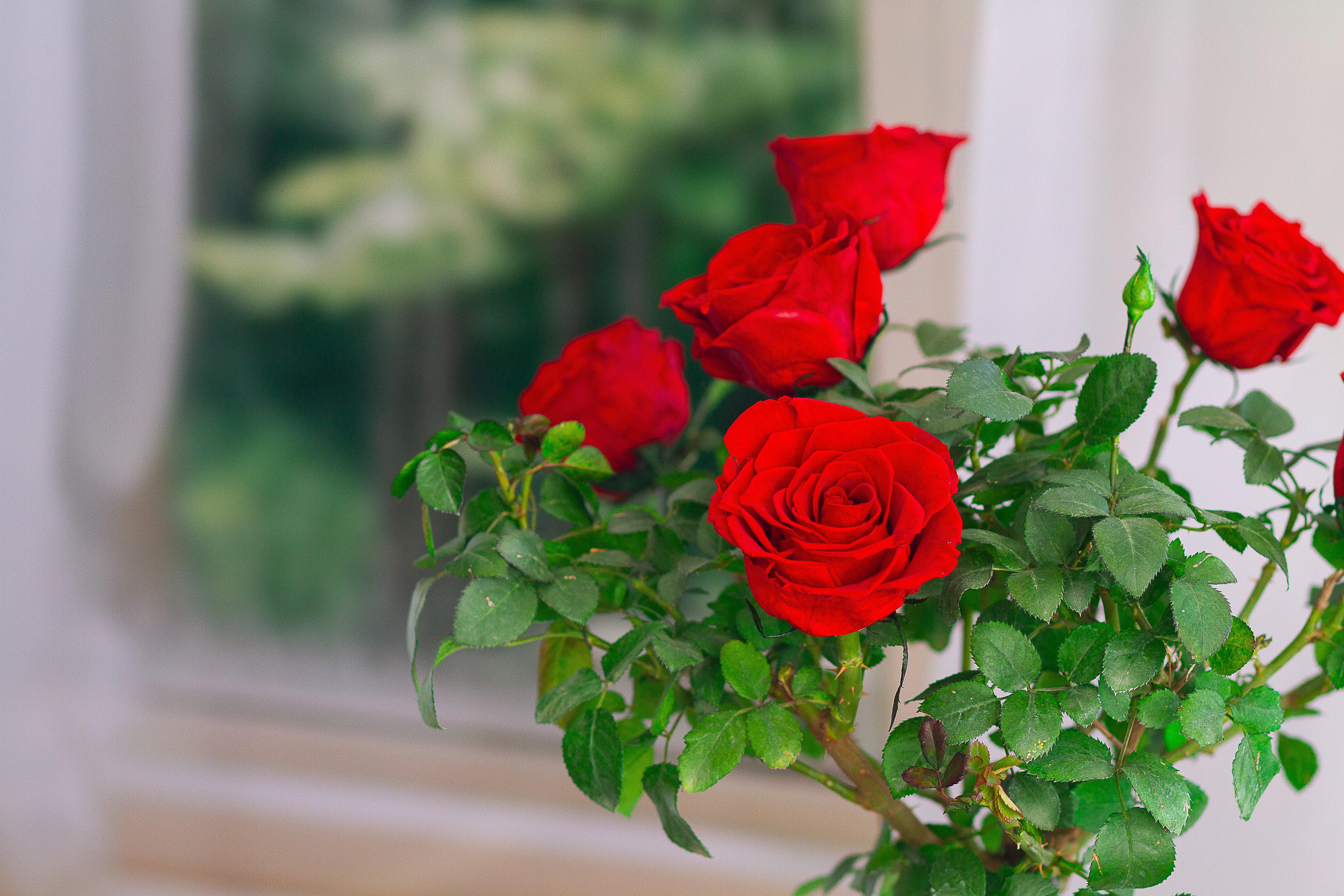Single-bloom 4~5 blooms per stem- Red Rose