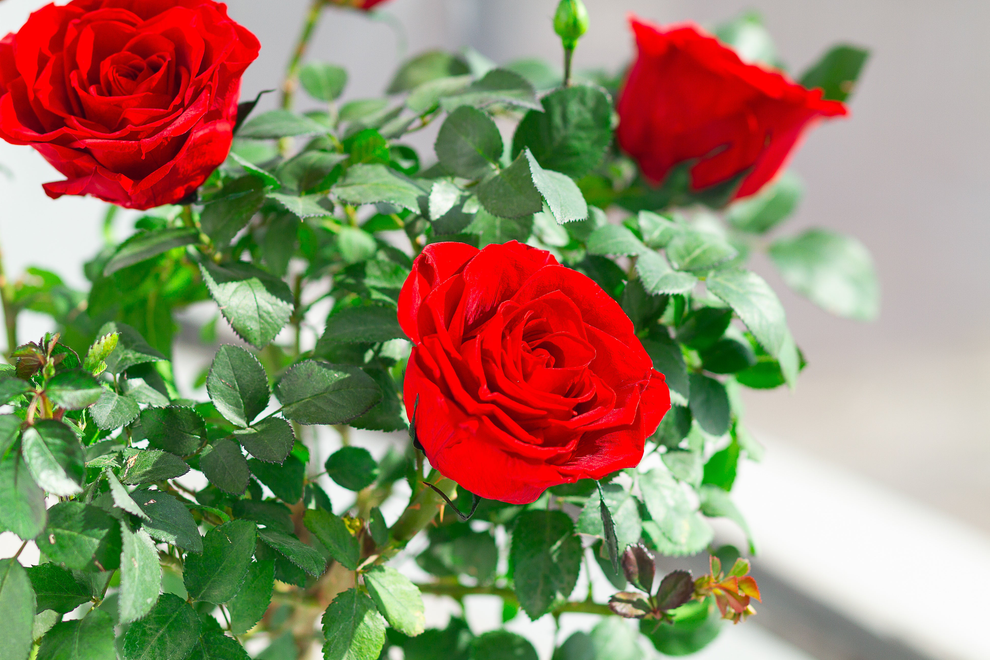 Single-bloom 4~5 blooms per stem- Red Rose