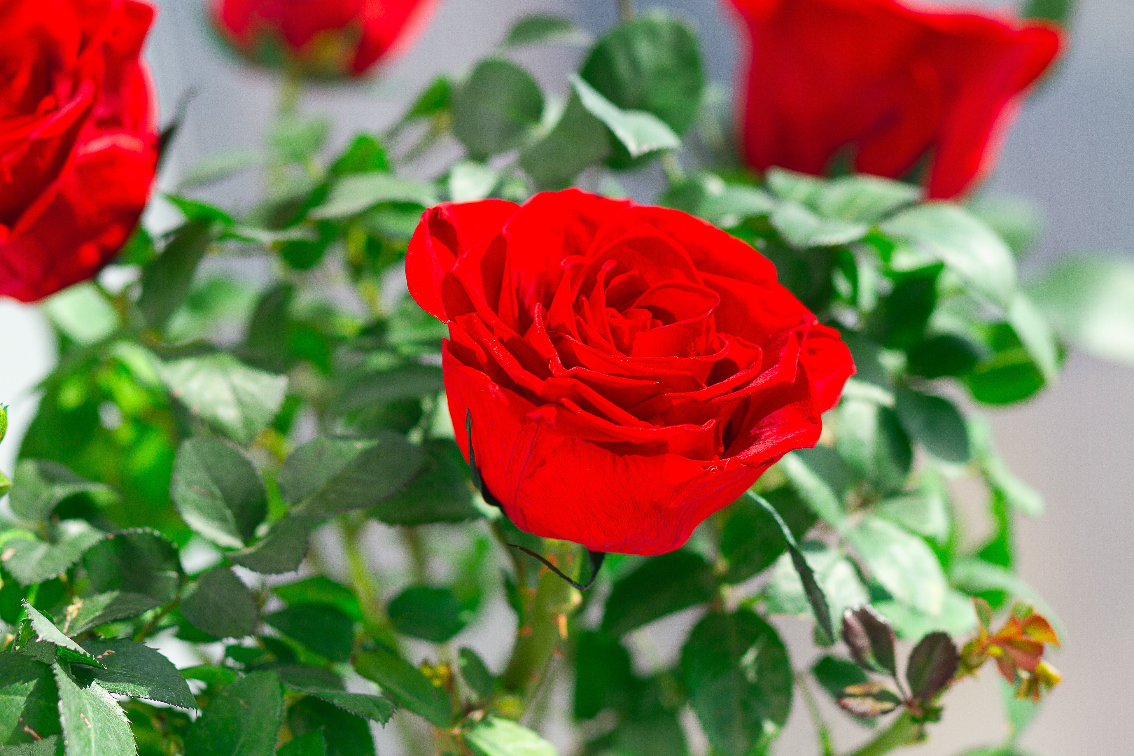 Single-bloom 4~5 blooms per stem- Red Rose