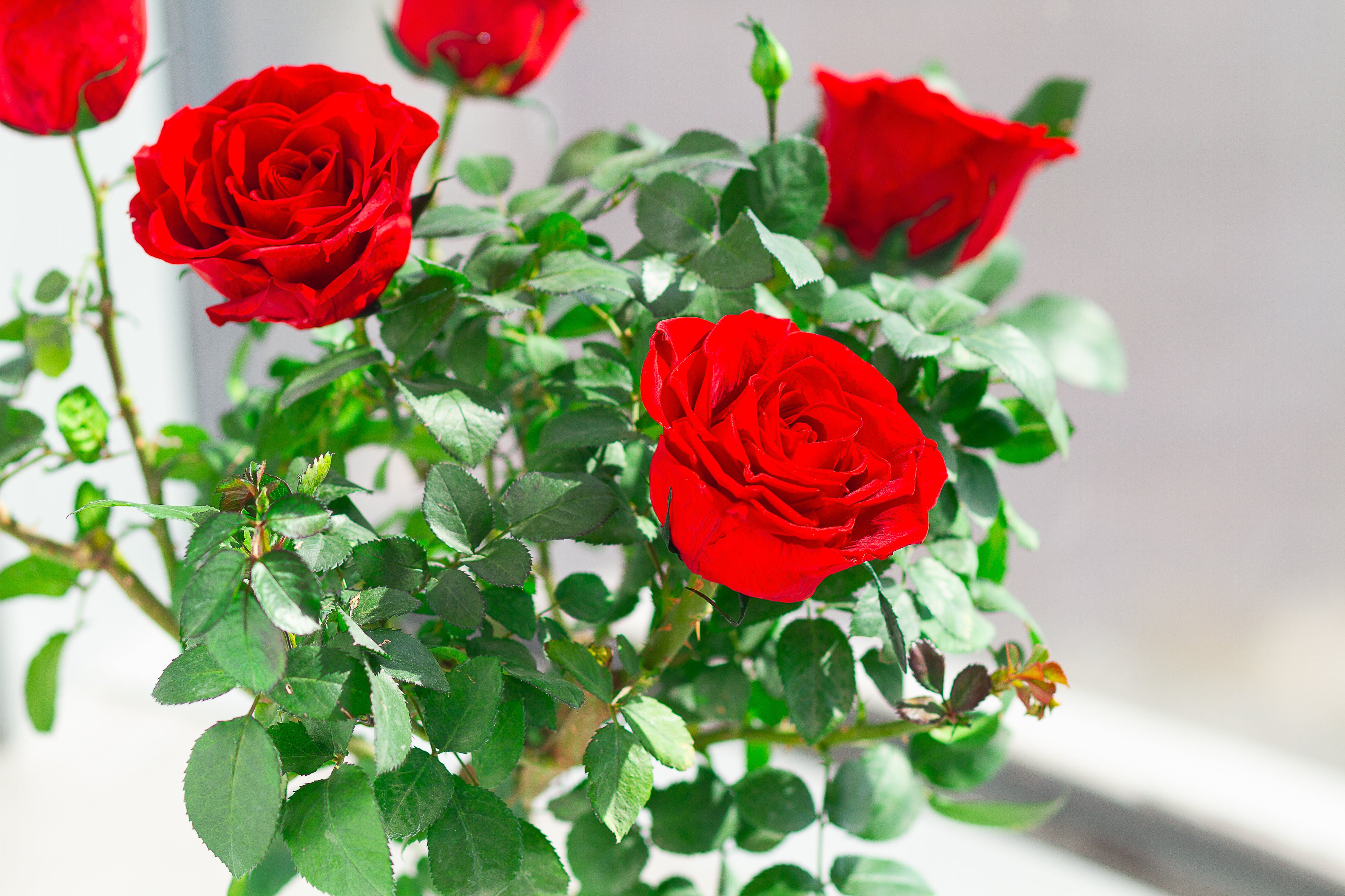 Single-bloom 4~5 blooms per stem- Red Rose